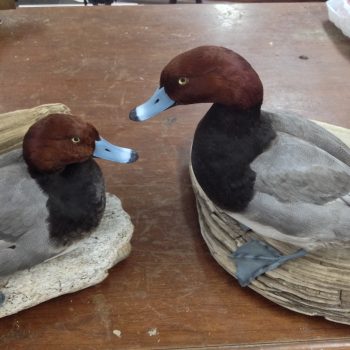 Taxidermy Red Head Ducks - Whidbey Island Taxidermy