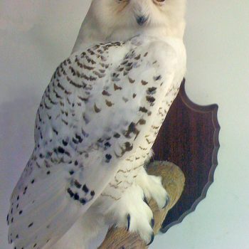 Snowy Owl - Whidbey Island Taxidermy