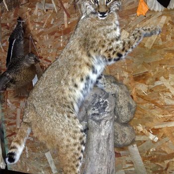 Bobcat Live Mounted - Whidbey Island Taxidermy
