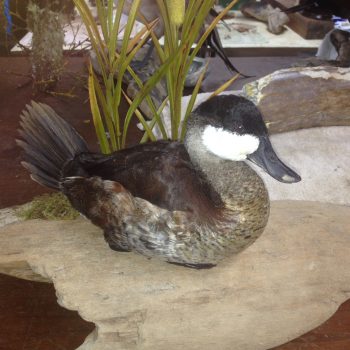 Ruddy Duck - Whidbey Island Taxidermy