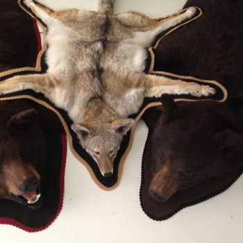 Taxidermy Rugs - Bears and Coyote by Whidbey Island Taxidermy