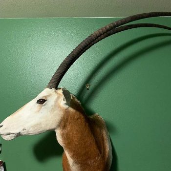 Antelope - Whidbey Island Taxidermy
