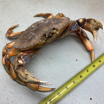 Crab - Whidbey Island Taxidermy