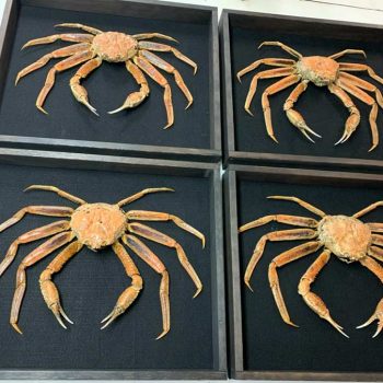 Crabs - Whidbey Island Taxidermy